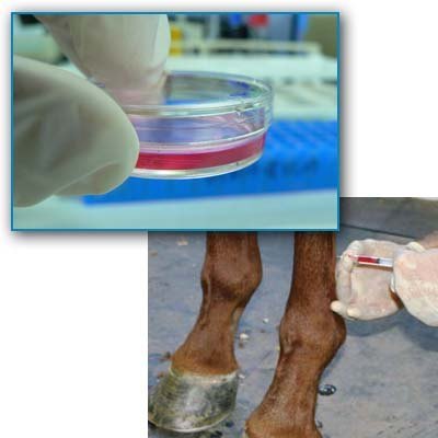 Tratamiento con células madre para caballos