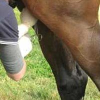 Veterinario Javier Vázquez realizando cirugía de campo a un caballo en Huelva. Cirugías programadas, castraciones
