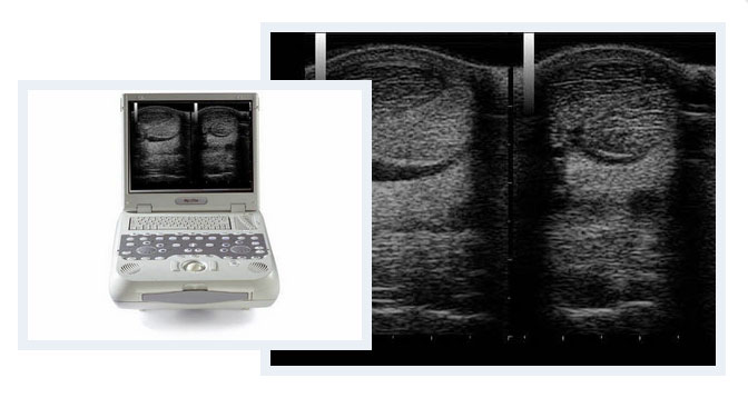 Equipo de ecografía para valoración y diagnóstico de cojeras en caballos en Huelva, Sevilla y Cádiz