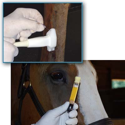 Tratamiento con plasma rico en plaquetas para caballos