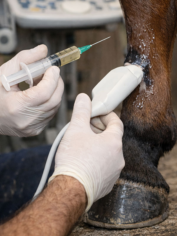 crea una imagen proporciones 5:7 en la que se vea en primer plano la mano de un veterinario masculino que está inyectando células madre de forma ecoguiada en el menudillo de la mano derecha de un caballo castaño