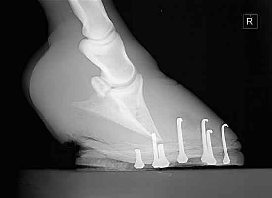 Rx de laminitis donde se aprecia la rotación del hueso tejuelo